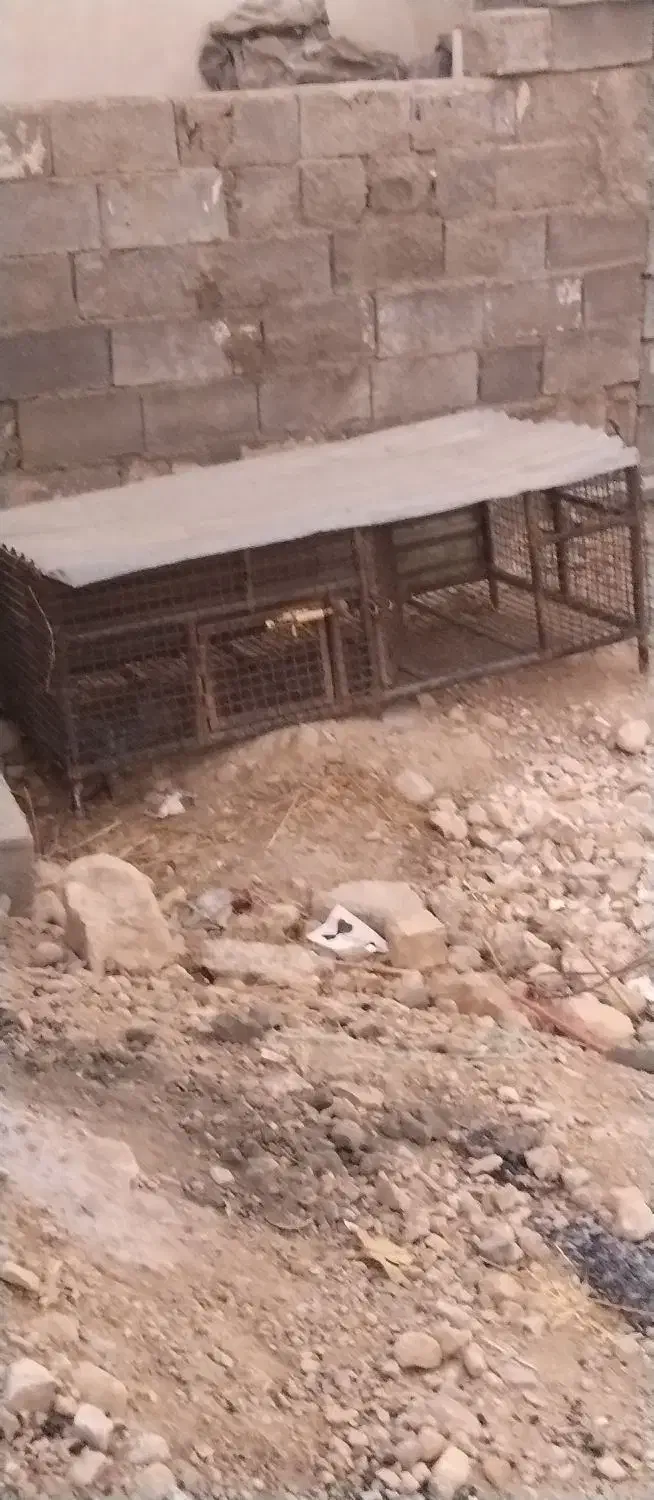 قفس توری مرغ|لوازم جانبی حیوانات|کوه چنار, |دیوار