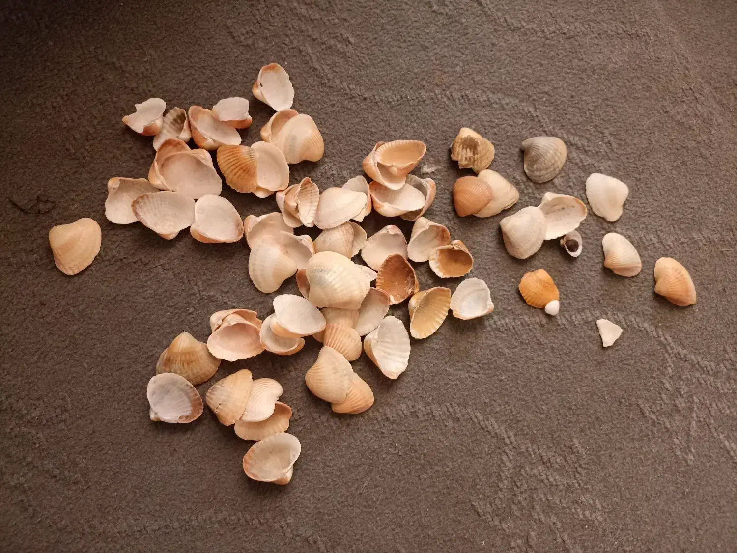 صدف دریا|ماهی|پارسآباد, |دیوار