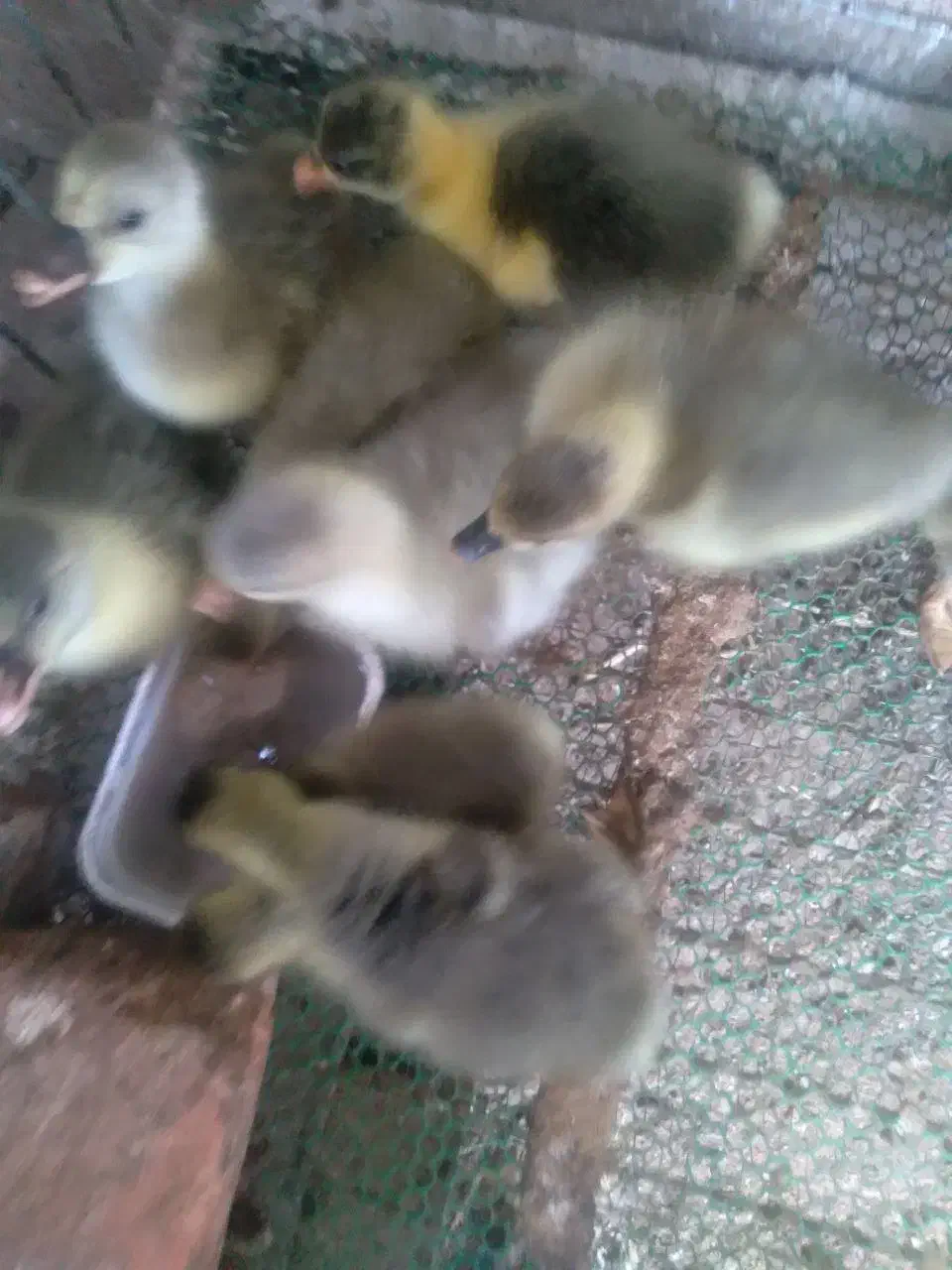 فروش جوجه غاز|حیوانات مزرعه|گلوگاه بابل (گلیا), |دیوار