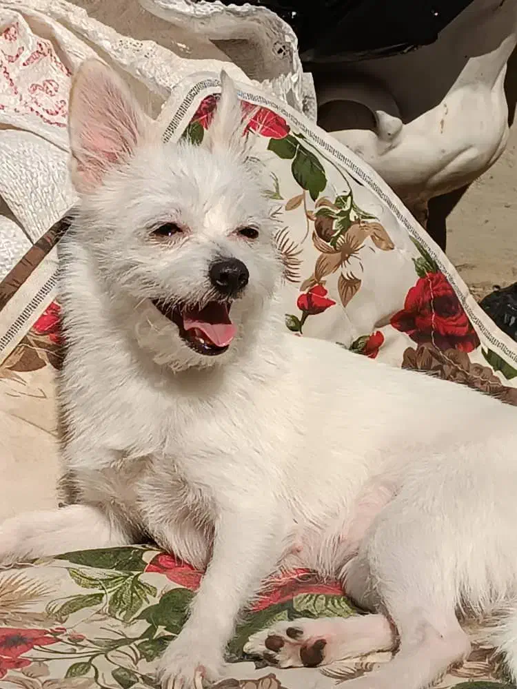 دوتا سگ|سگ|اهواز, سپیدار|دیوار