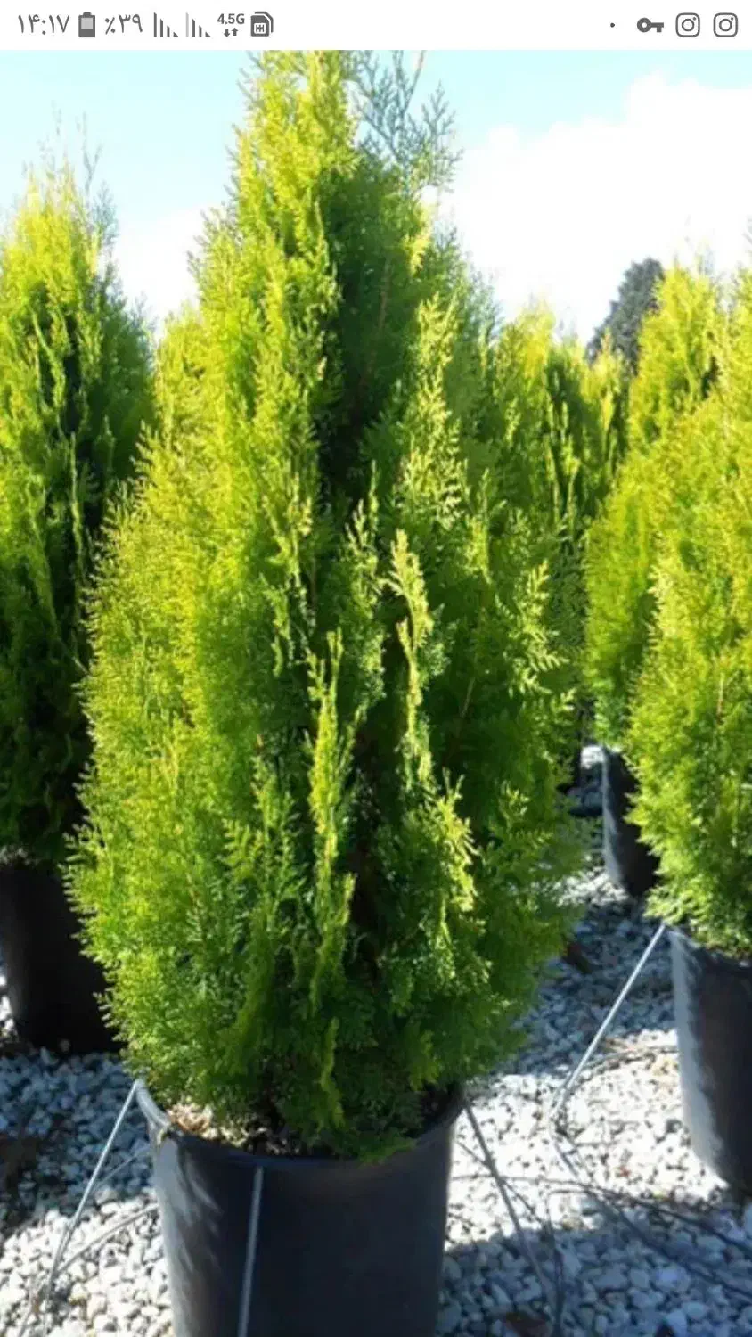 فروش ویژه سرولاوسون کامیس یاس هلندی|گل و گیاه طبیعی|نشتارود, |دیوار