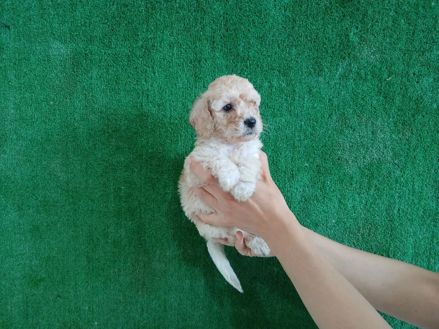 پودل نر|سگ|مشهد, باغون آباد|دیوار