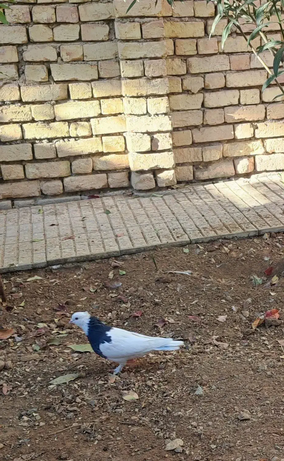 کبوتر خونگی|پرنده|سامان, |دیوار