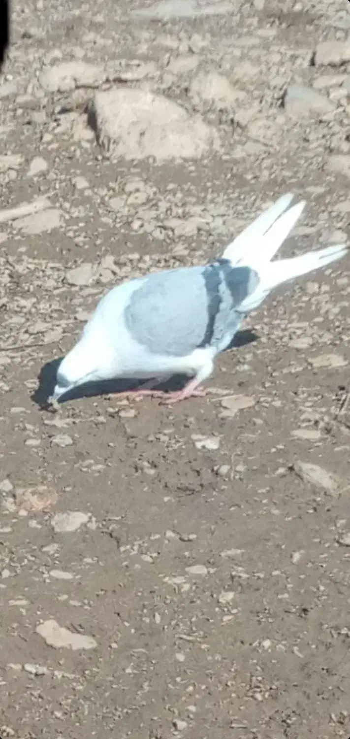 یک جفت کبوتر|پرنده|بیرانوند, |دیوار