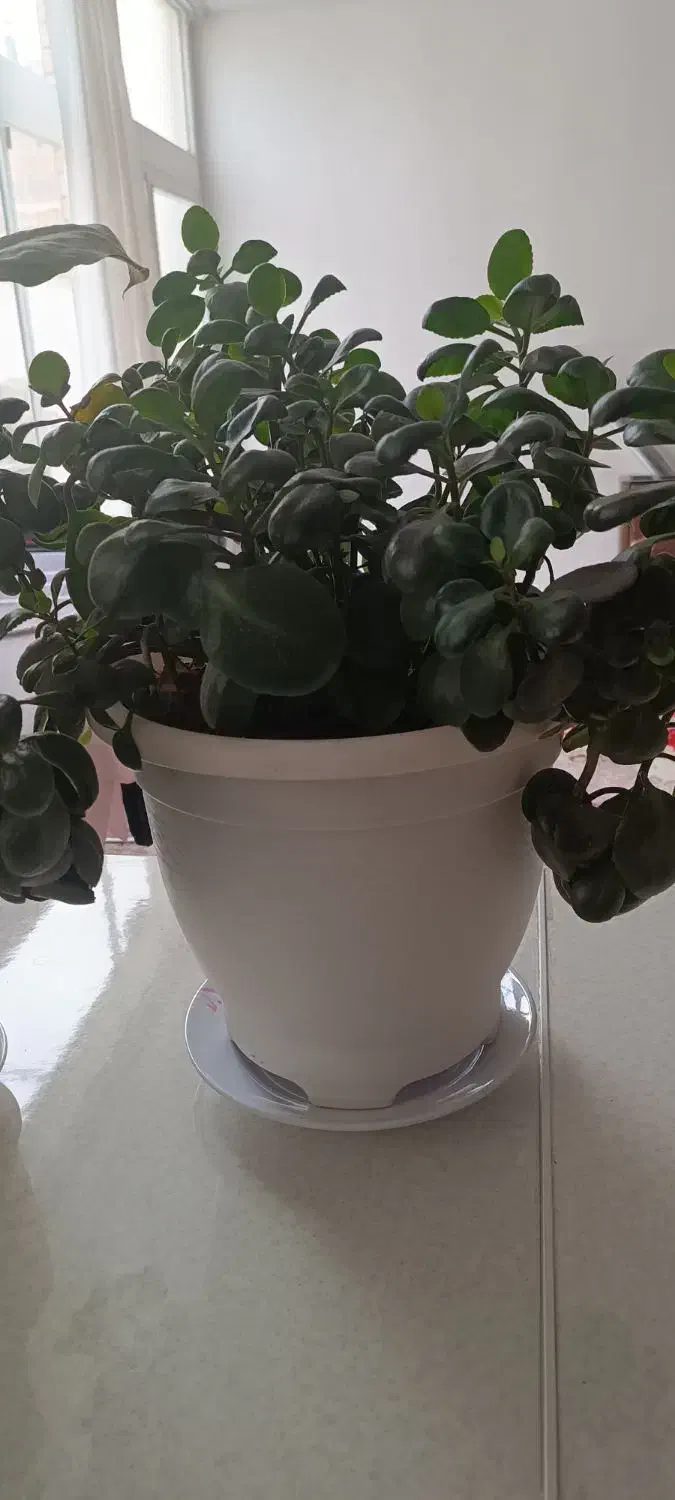 گل وکاکتوس سازگار ۶گلدان یک ملیون ودویست|گل و گیاه طبیعی|خمینی‌شهر, |دیوار