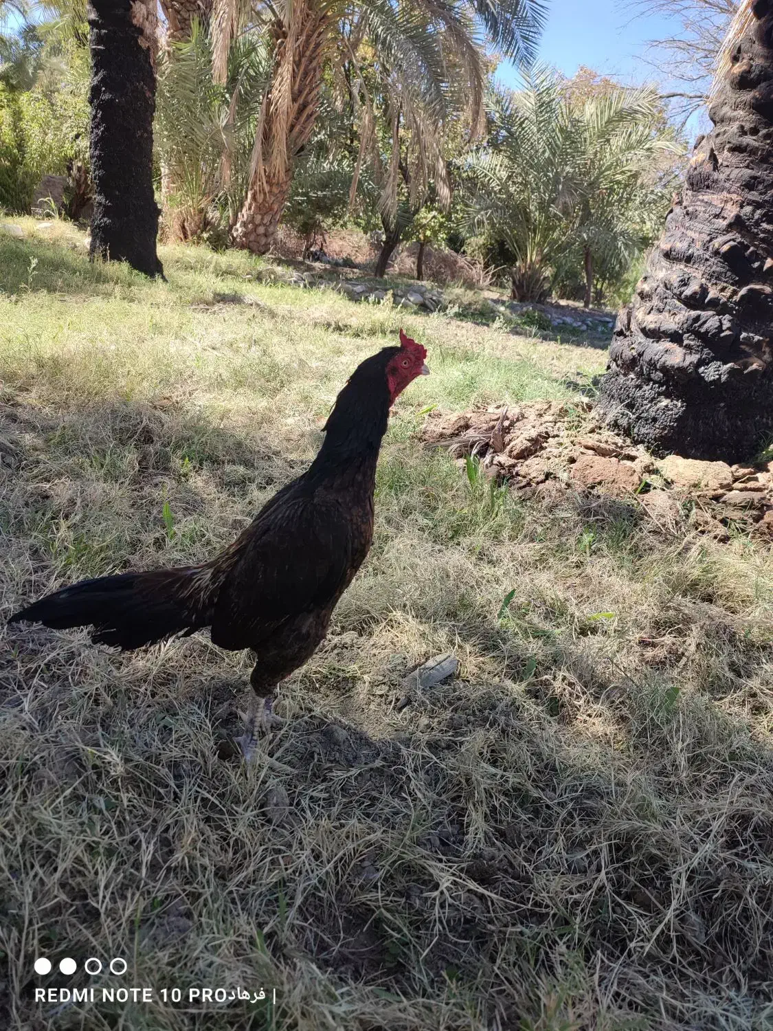 دوتا خروس خوب|حیوانات مزرعه|سراوان, |دیوار