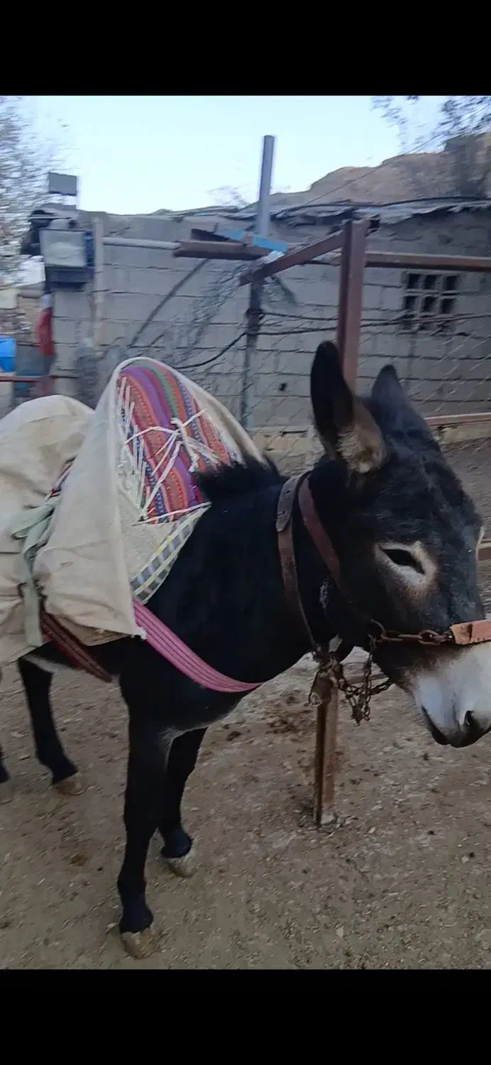 الاق نر جوان|حیوانات مزرعه|رودبار, |دیوار