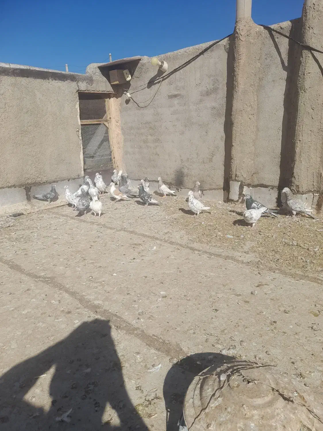 سرور نر  ماده  جفت همه مدل سرور داره|پرنده|پائین جام, |دیوار