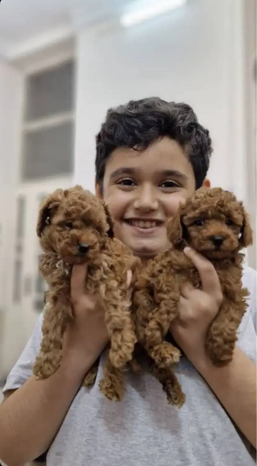 پرورش اختصاصی پودل(مجموعه راد)|سگ|مشهد, هفت تیر (حافظ)|دیوار