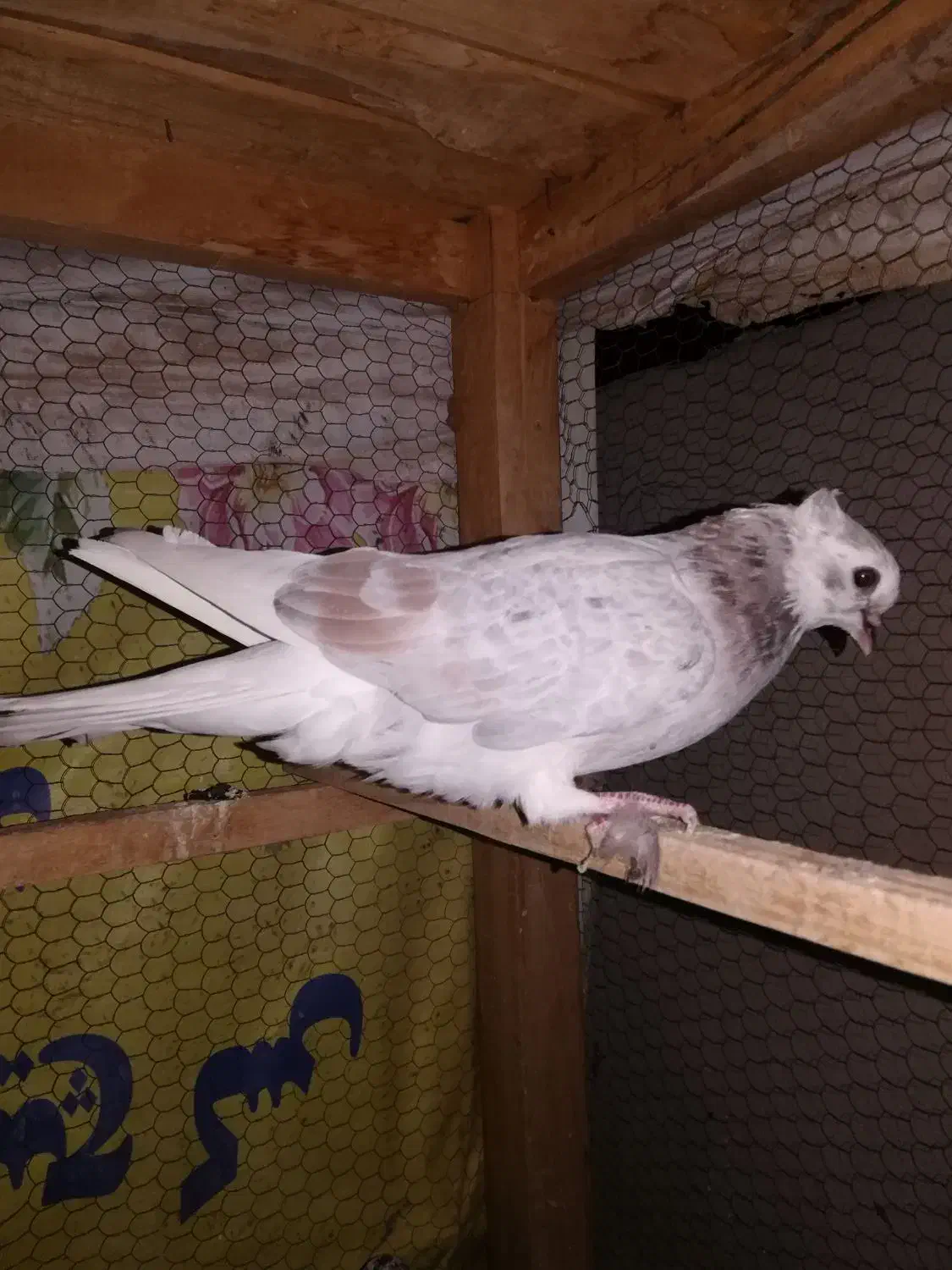 تعدادی کبوترساعتی خوش رنگ|پرنده|شاهرود, |دیوار