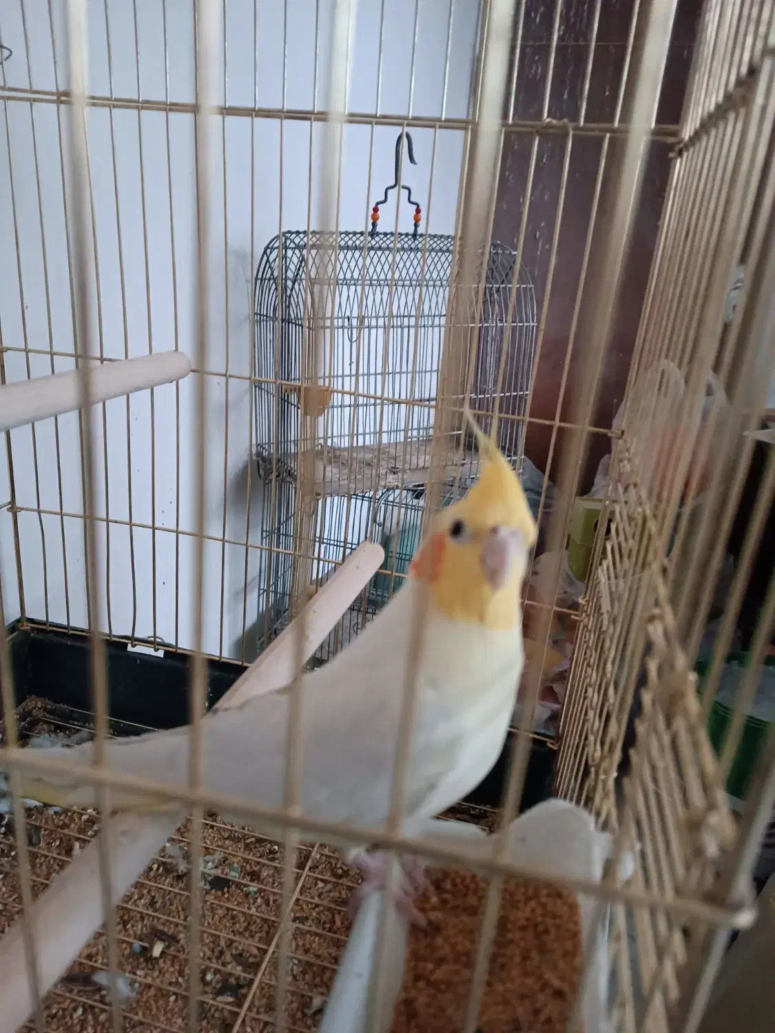 عروس هلندی|پرنده|صحنه, |دیوار