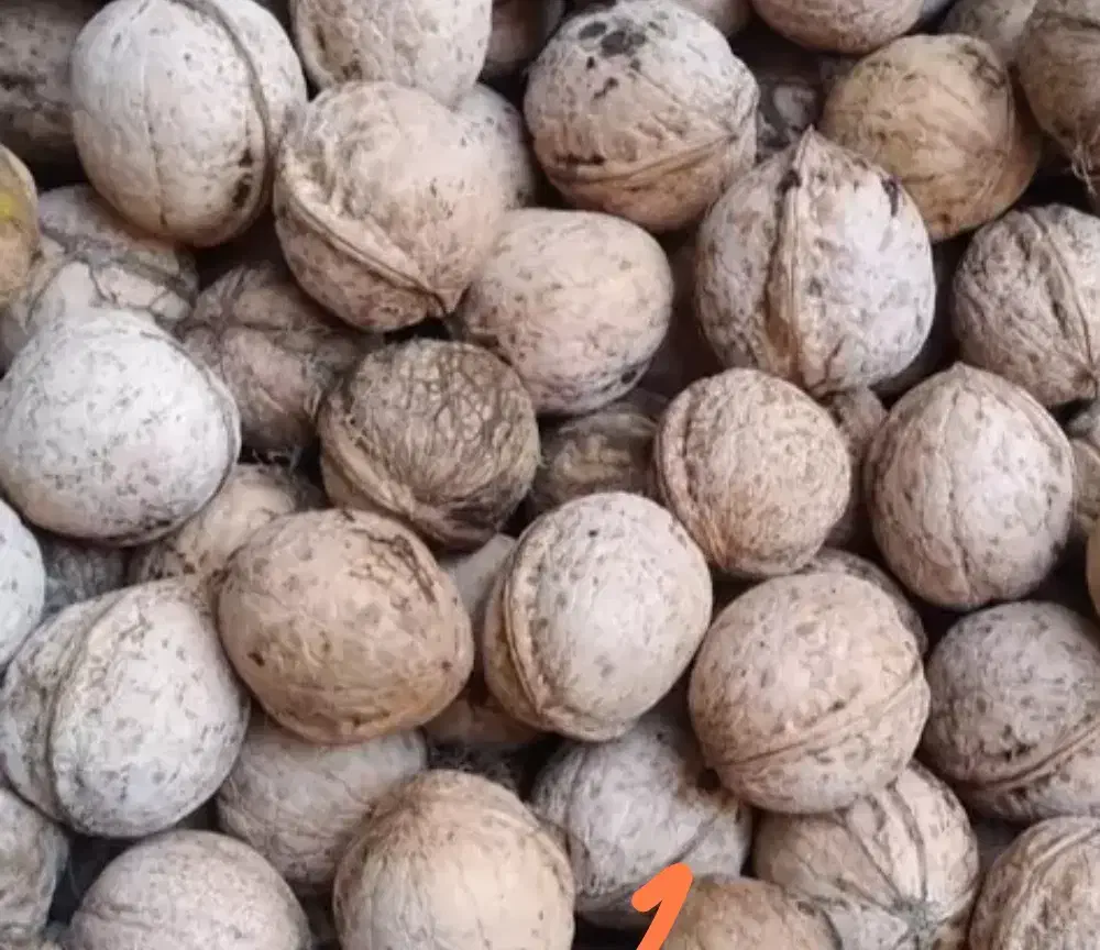 گردو|خوردنی و آشامیدنی|تهران, قاسم‌آباد|دیوار