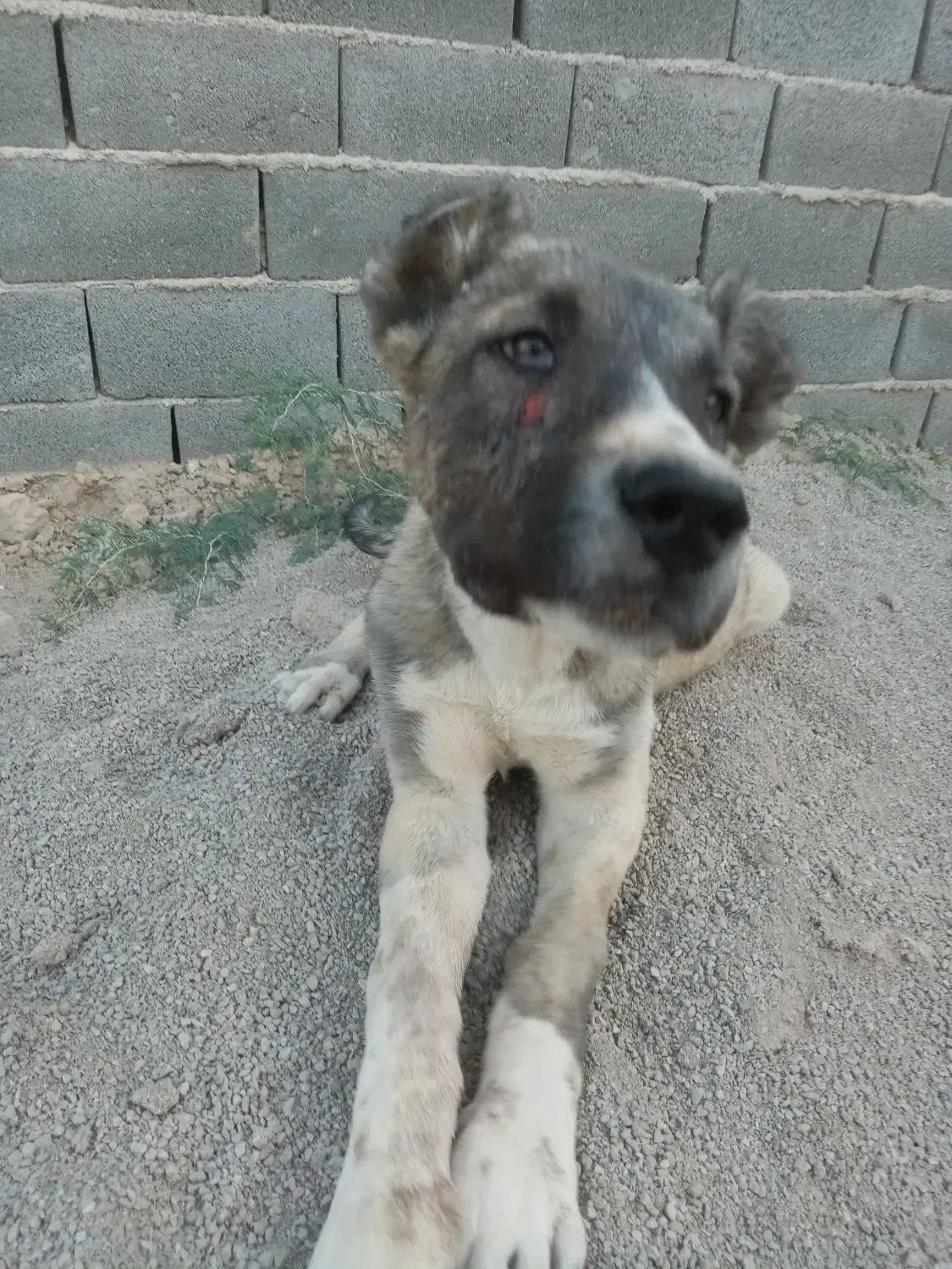 توله سگ سرابی|سگ|پیشوا, |دیوار