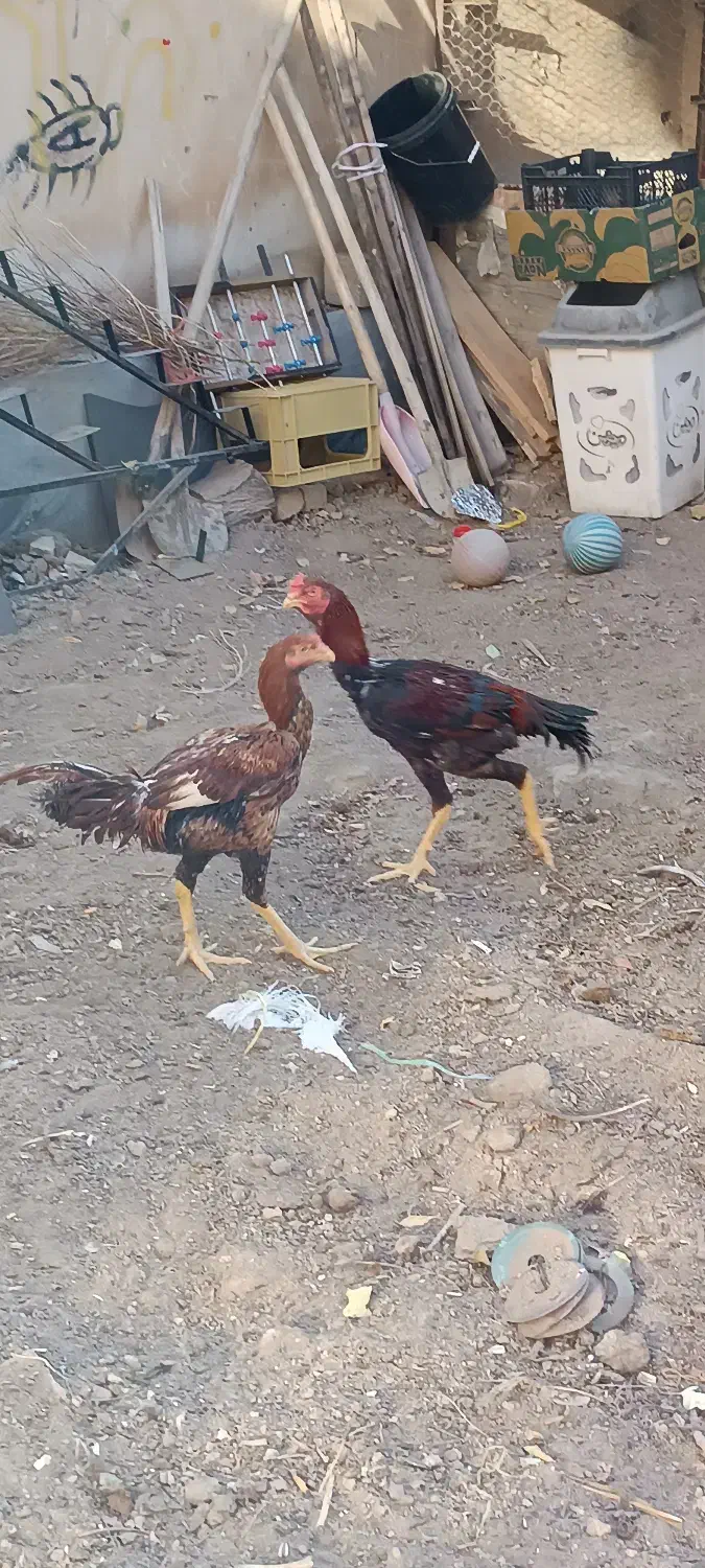 مرغ خروس لاری|حیوانات مزرعه|آبیک, |دیوار