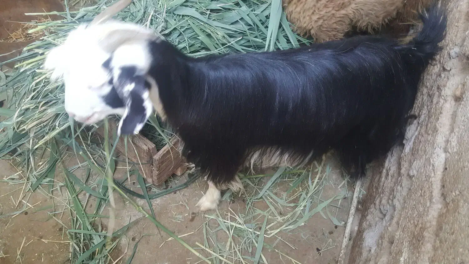 یک عدد بوز ماد جوان فروشی|حیوانات مزرعه|بندر امام خمینی, |دیوار