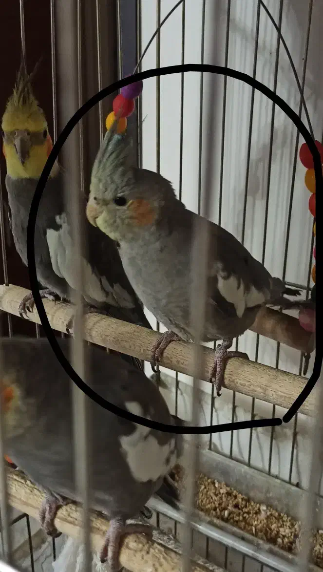 عروس هلندی بالغ نر و ماده|پرنده|اصفهان, ملک|دیوار