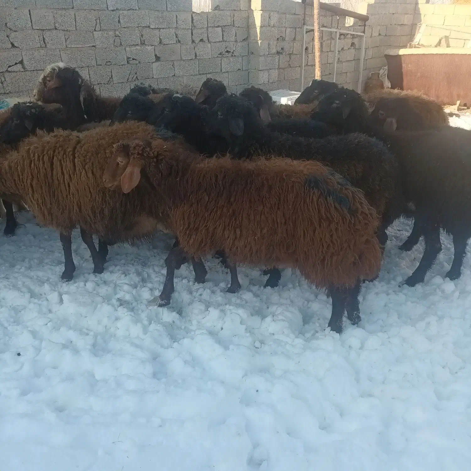 بره نر نصف گوشت|حیوانات مزرعه|اردبیل, |دیوار