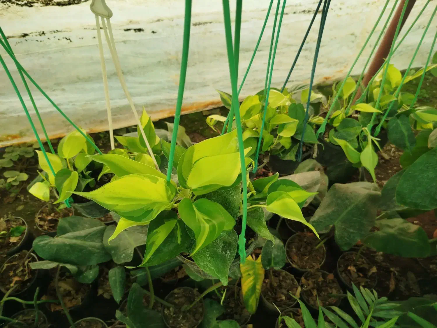 گل  خانه|گل و گیاه طبیعی|آزادشهر, |دیوار