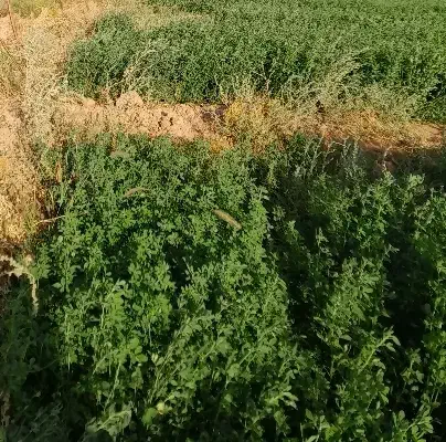 یونجه خشک|خدمات باغبانی و درختکاری|شاهرود, |دیوار