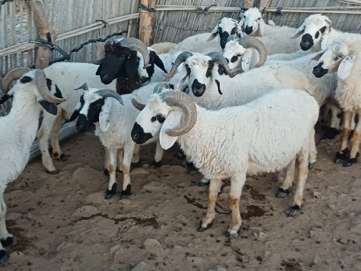 قوچ|حیوانات مزرعه|میناب, |دیوار