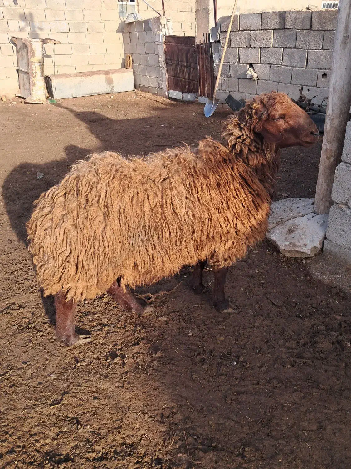 ۱ راس بره قوچ همو|حیوانات مزرعه|جلگه شوقان, |دیوار