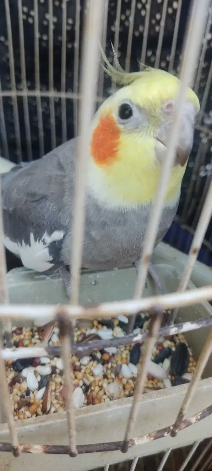 عروس هلندی نر|پرنده|بندر گناوه, |دیوار