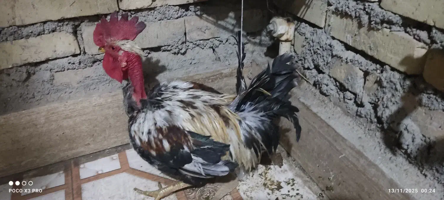 خروس گردن لخت|حیوانات مزرعه|باوی, |دیوار