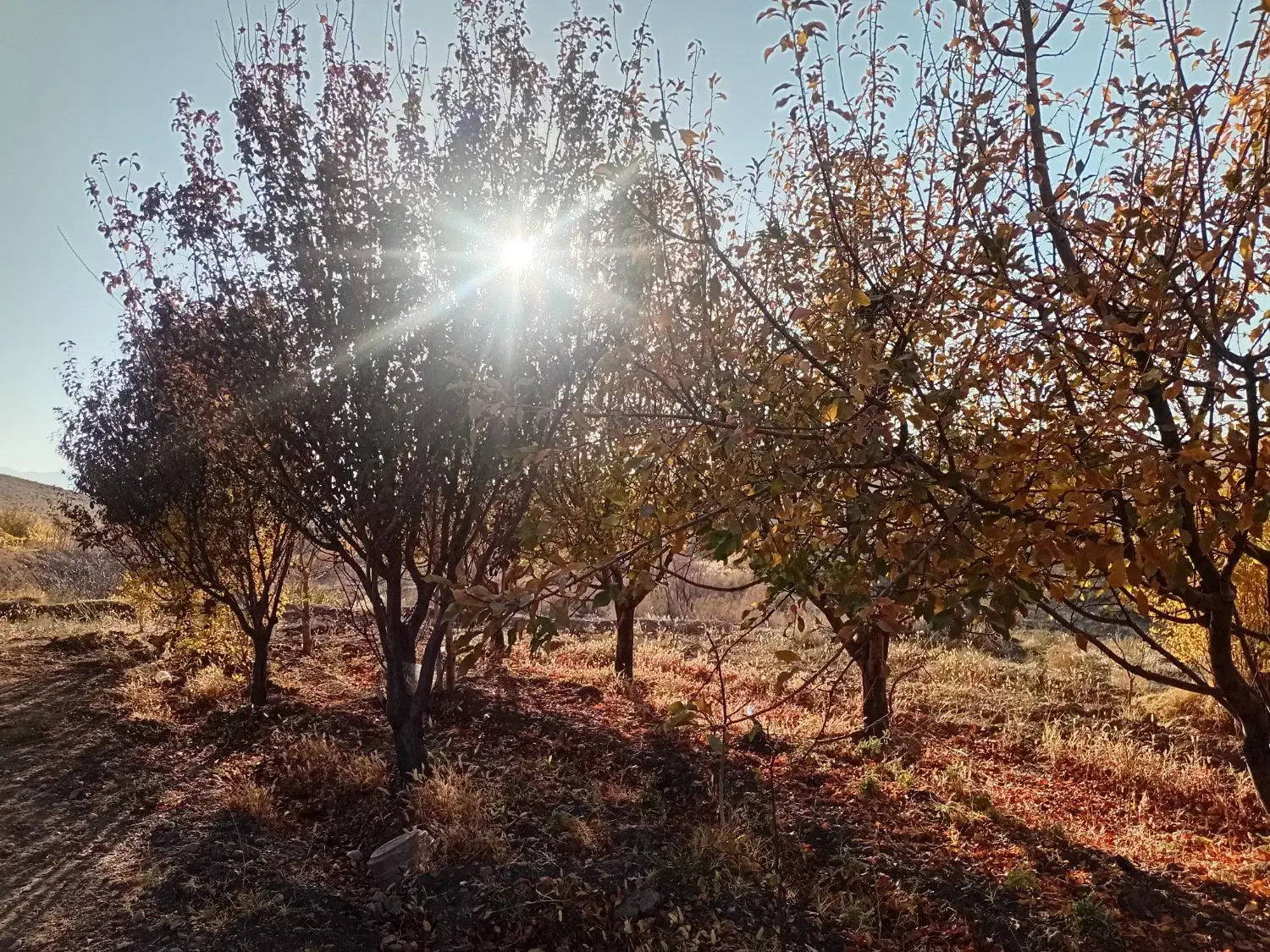 باغ 2500متر درخت کاری وهزارمترخاکی 700میلیون|فروش زمین و ملک کلنگی|زرندیه, |دیوار