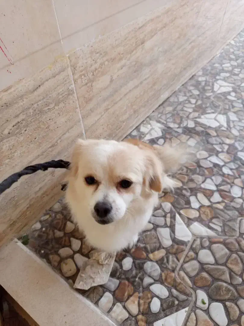 شیتزو پامر ماده|سگ|کرمان, |دیوار