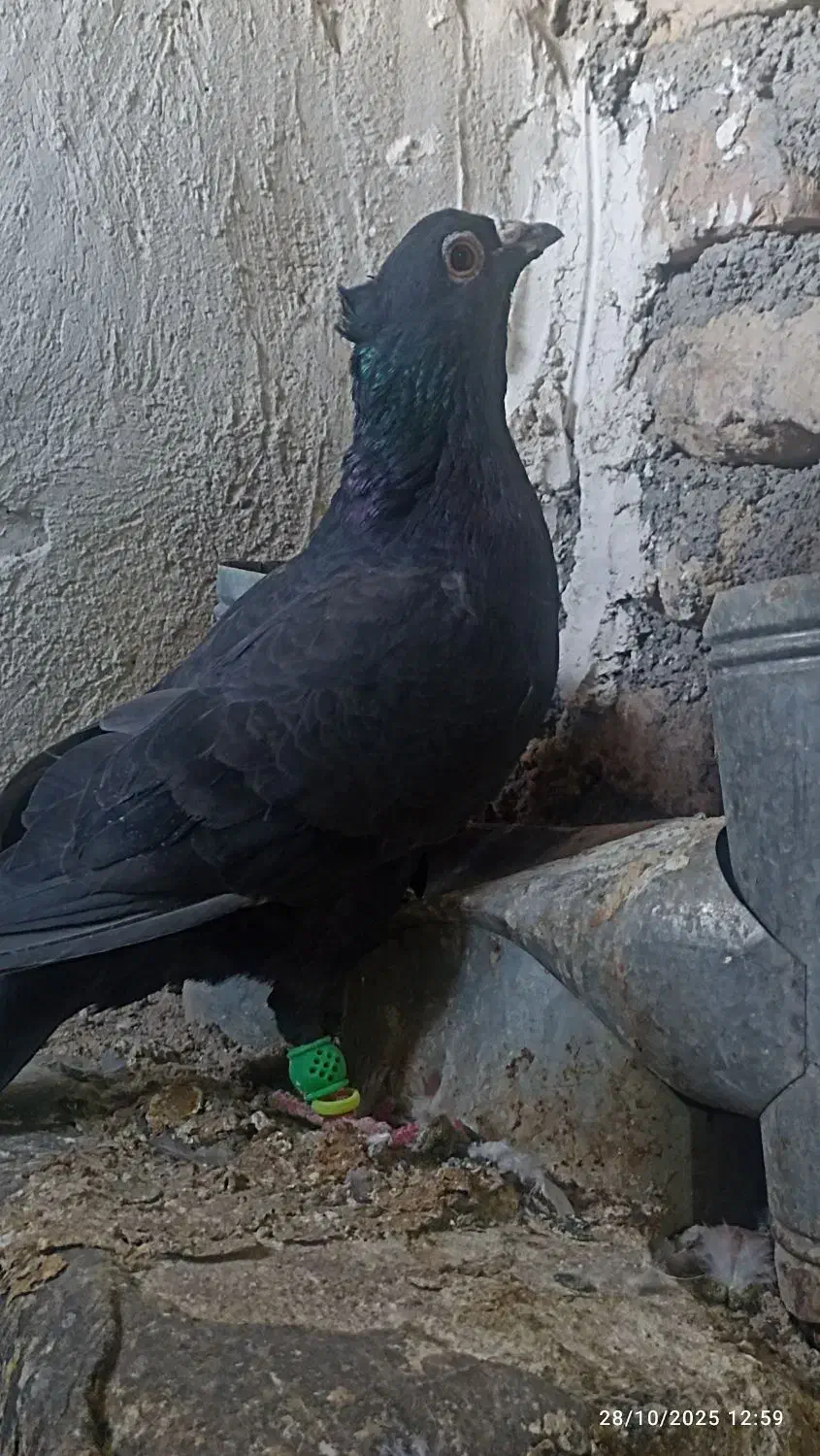 زاغ کرمونی|پرنده|رشتخوار, |دیوار