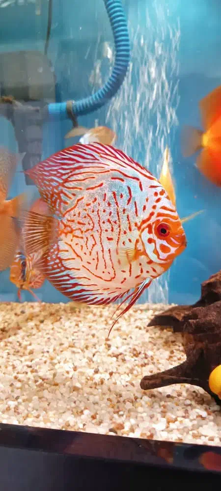 ماهی دیسکس سرحال|ماهی|کرج, شهرک بنفشه|دیوار