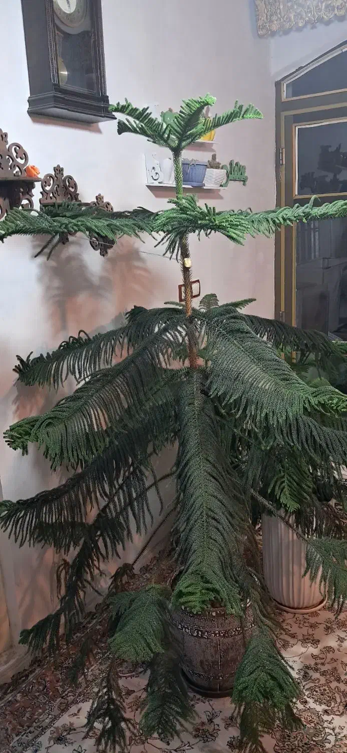 کاج مطبق زیبا|گل و گیاه طبیعی|اهر, |دیوار