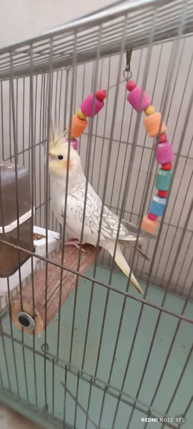 عروس هلندی|پرنده|مشکین‌دشت, |دیوار