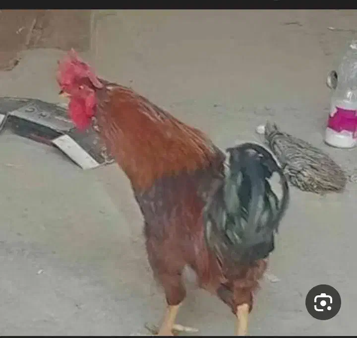 یک عدد خروس|حیوانات مزرعه|سمنان, |دیوار