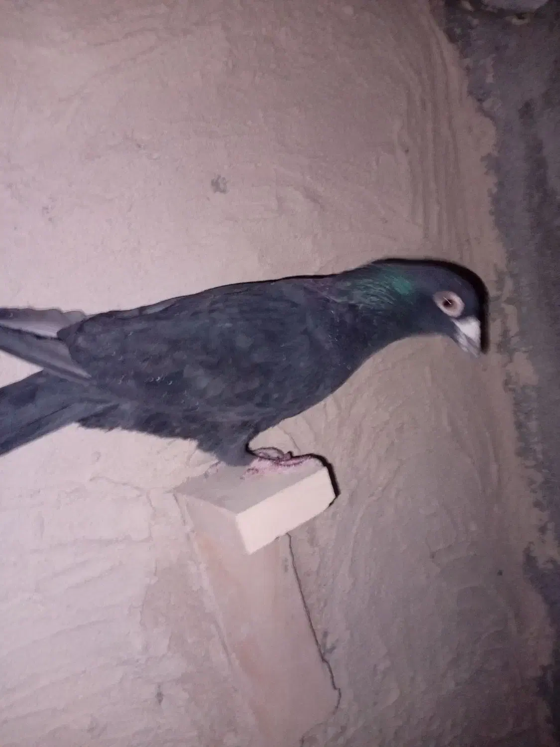 نر سیا کرمونی|پرنده|لنجان, |دیوار