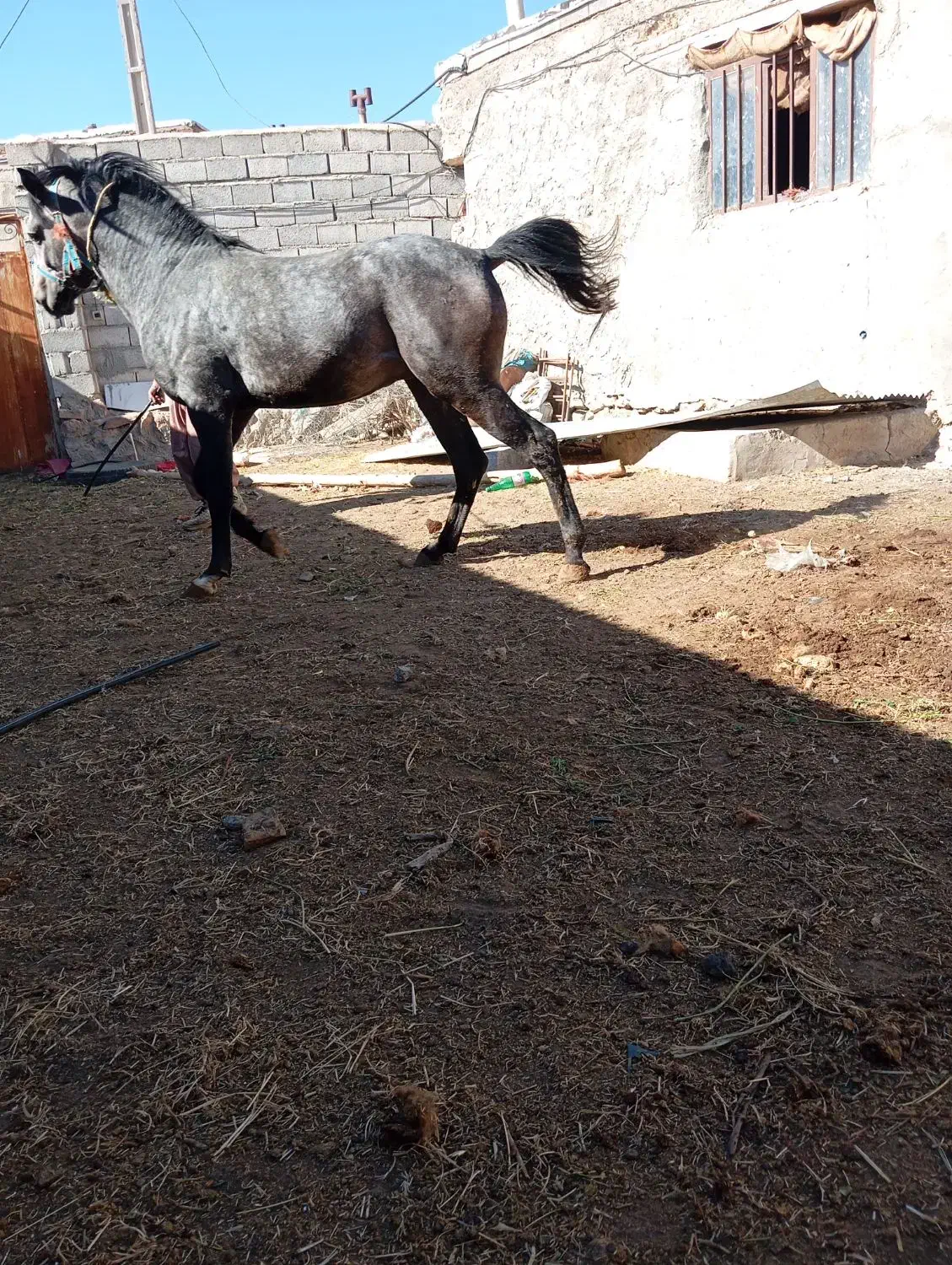 با سلا م یه دونه اسب 4ساله خوشتیپ دم گیر|اسب و تجهیزات اسبسواری|آذرشهر, |دیوار