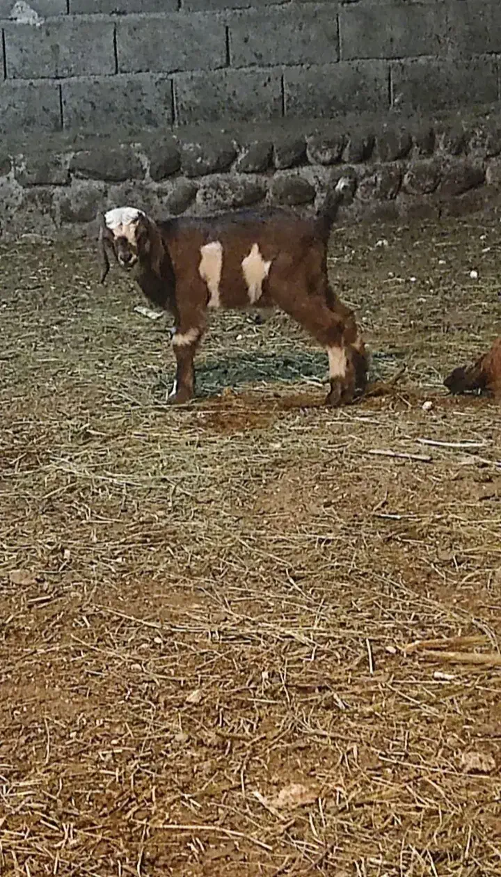 قربانی کردن بز|حیوانات مزرعه|بناب, |دیوار