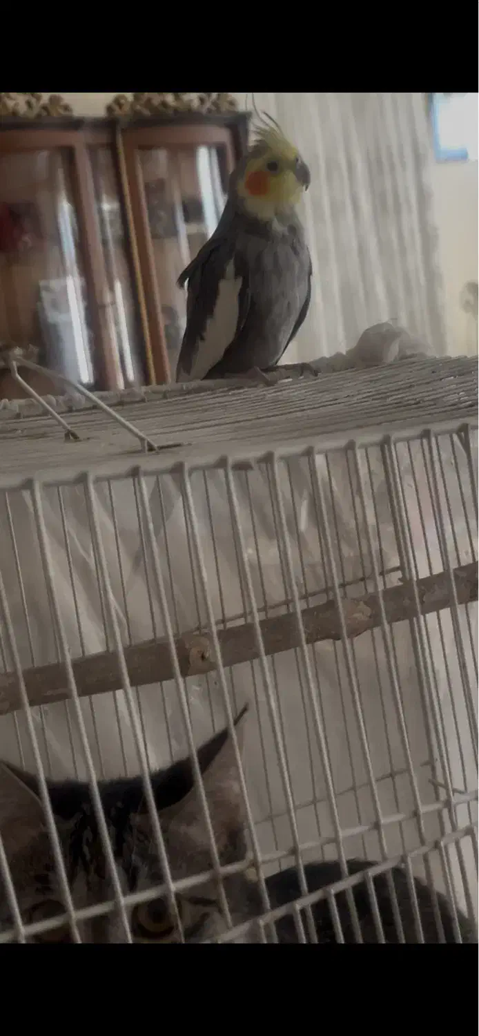 یه عدد عروس هلندی نر|پرنده|شاندیز, |دیوار