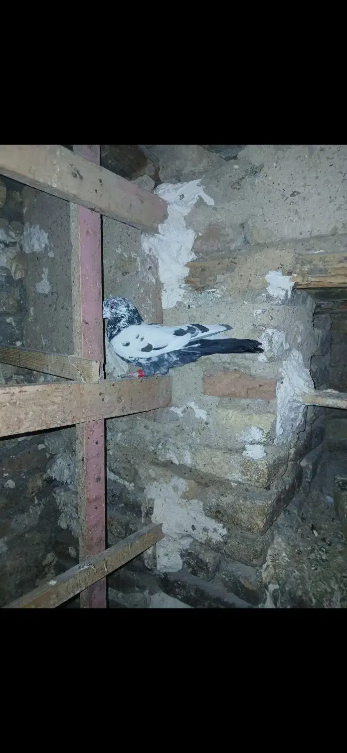 کبوتر تهرانی|حیوانات|خرم‌آباد, |دیوار