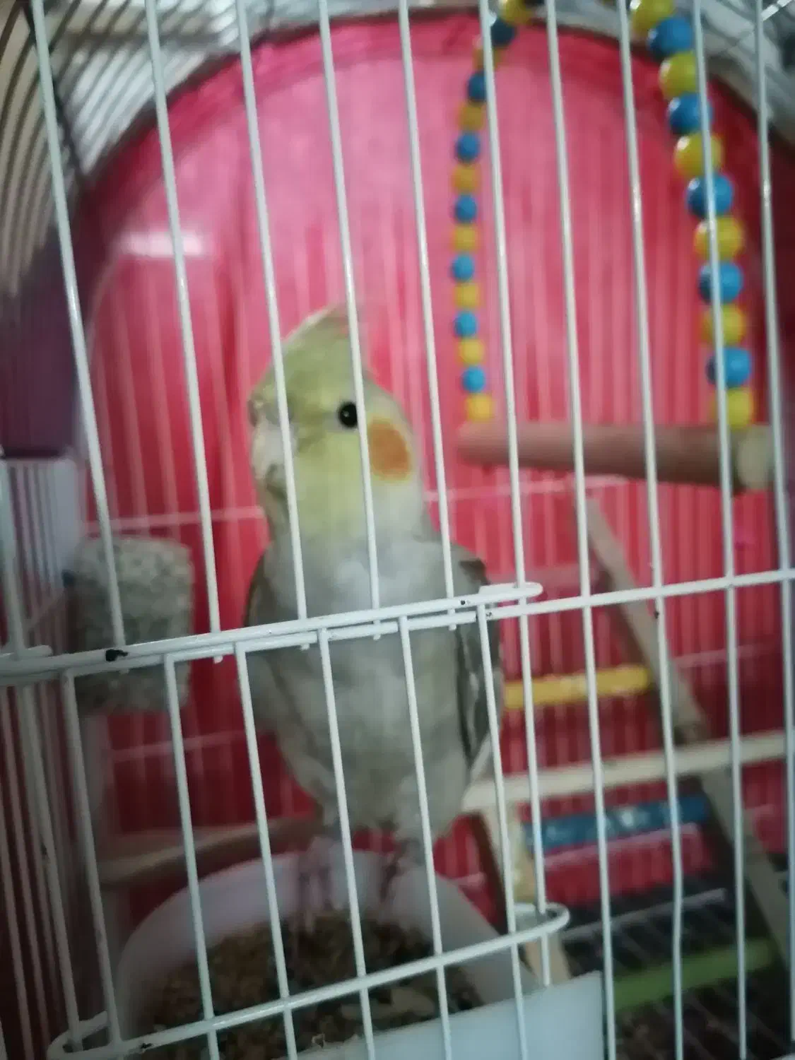 عروس هلندی|پرنده|رشت, چمارسرا|دیوار