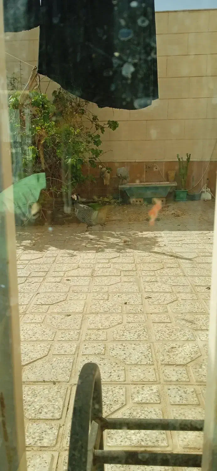 3عدد مرغ شاخدار سالم|حیوانات مزرعه|تربت‌حیدریه, باغ ملی|دیوار