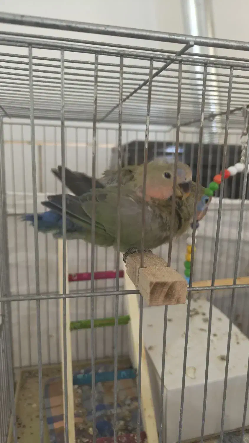 جوجه کوتوله برزیلی|پرنده|شهرضا, |دیوار