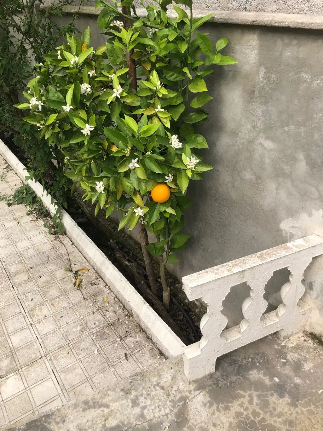 فروش ویلا سمت دریا معاوضه با اپارتمان دررشت|فروش خانه و ویلا|رشت, حومه رشت|دیوار