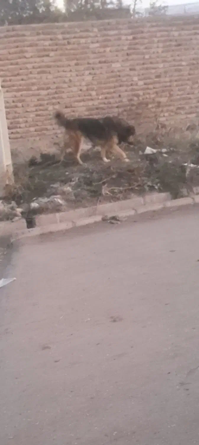 سگ نژاد قدیم|سگ|اردبیل, |دیوار