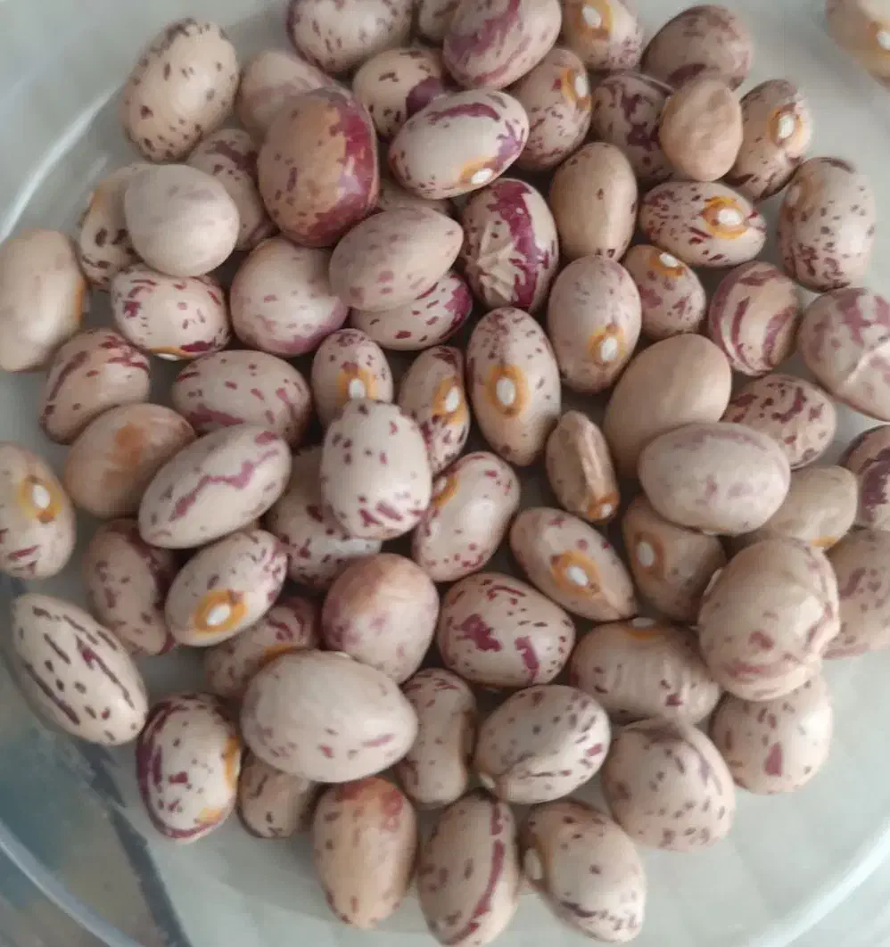 لوبیا چیتی امسال|عمدهفروشی|مهاجران, |دیوار