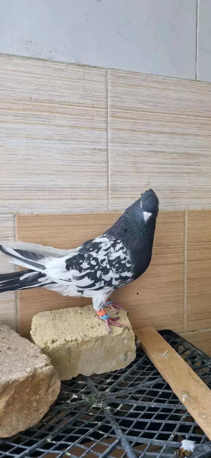 کله سیاه نر|پرنده|شیراز, تندگویان|دیوار