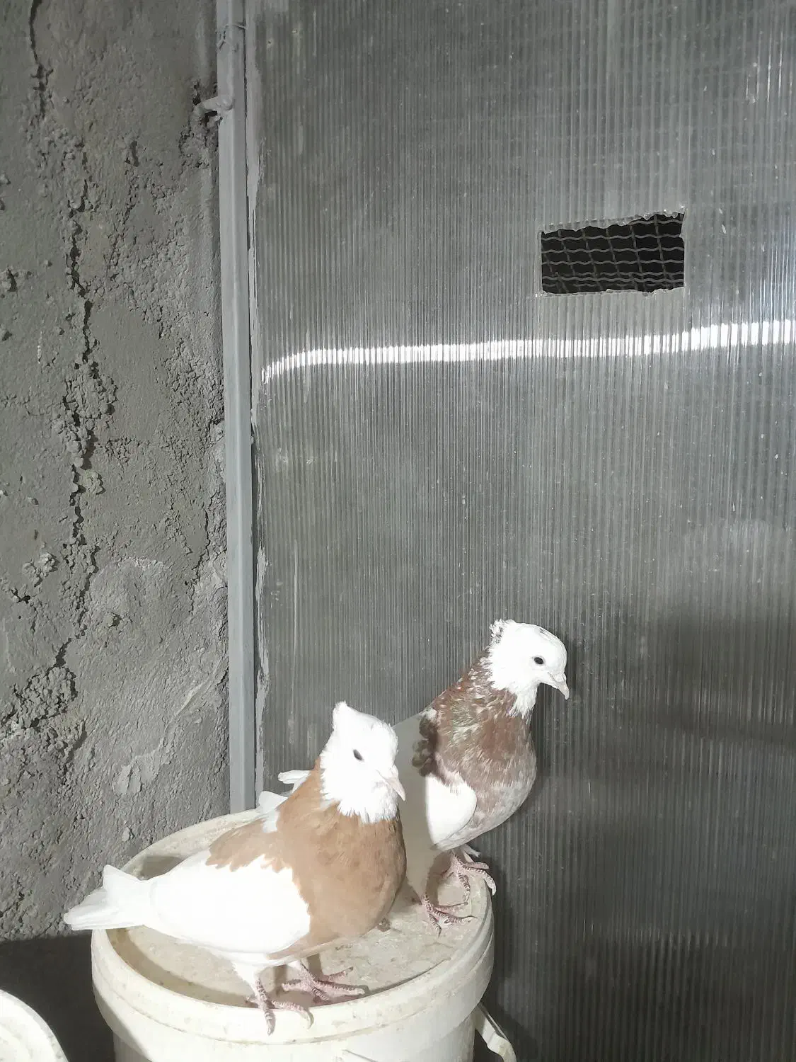 چند جفت طوقی|پرنده|بجنورد, |دیوار