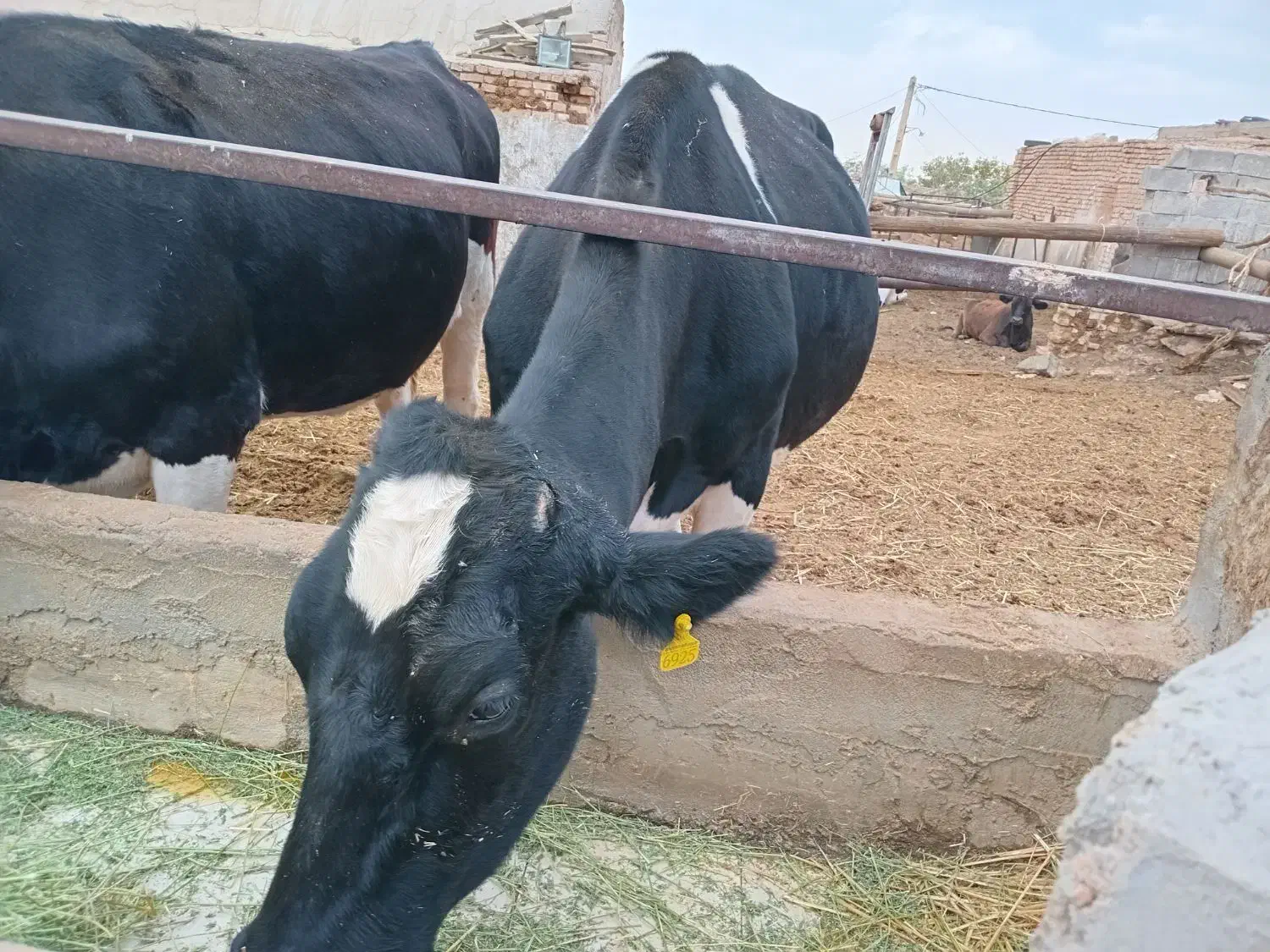 پخش شیر خام گاو|عمده‌فروشی|خضر آباد, |دیوار