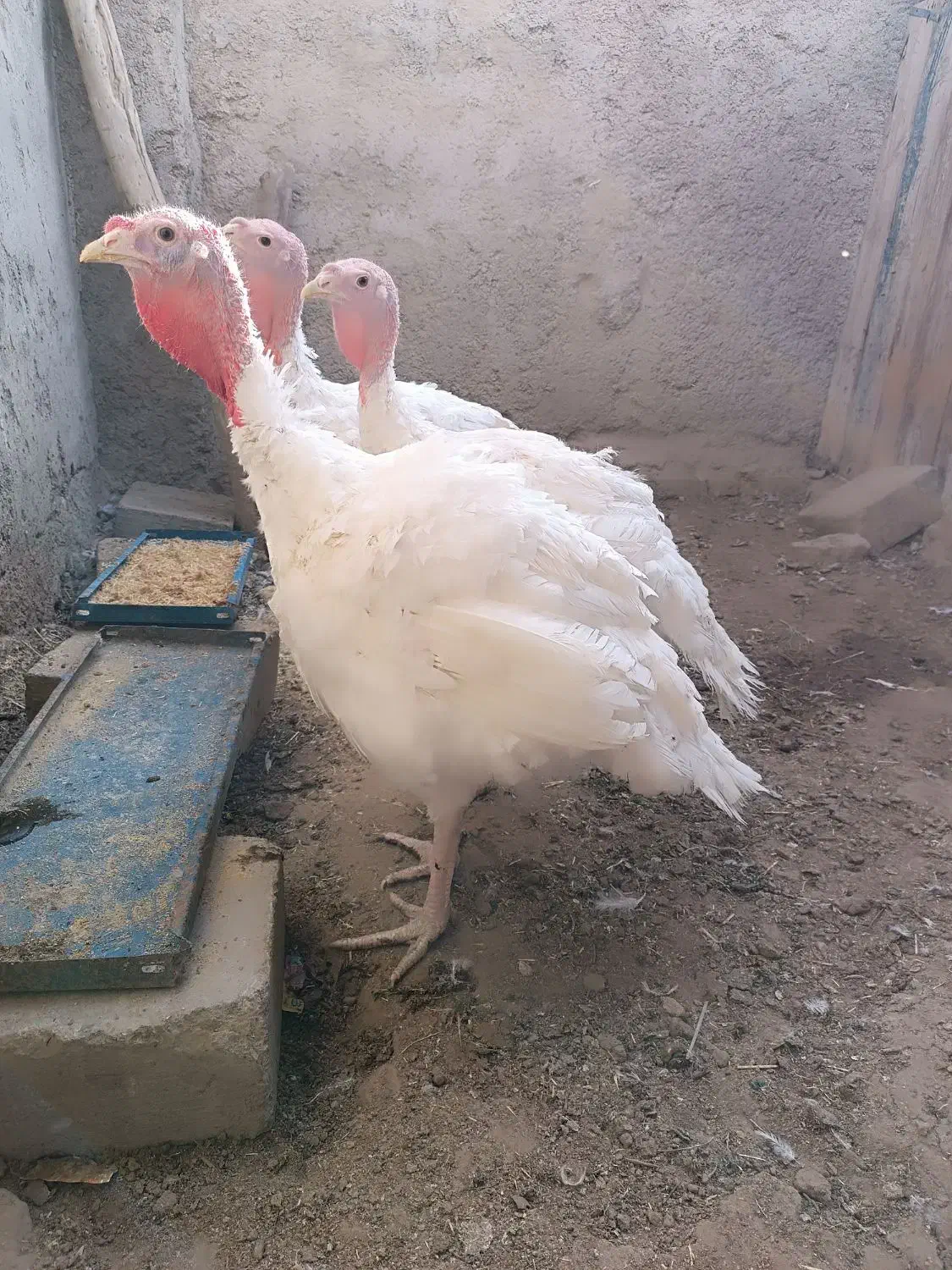 بوقلمون نر|حیوانات مزرعه|هامون, |دیوار