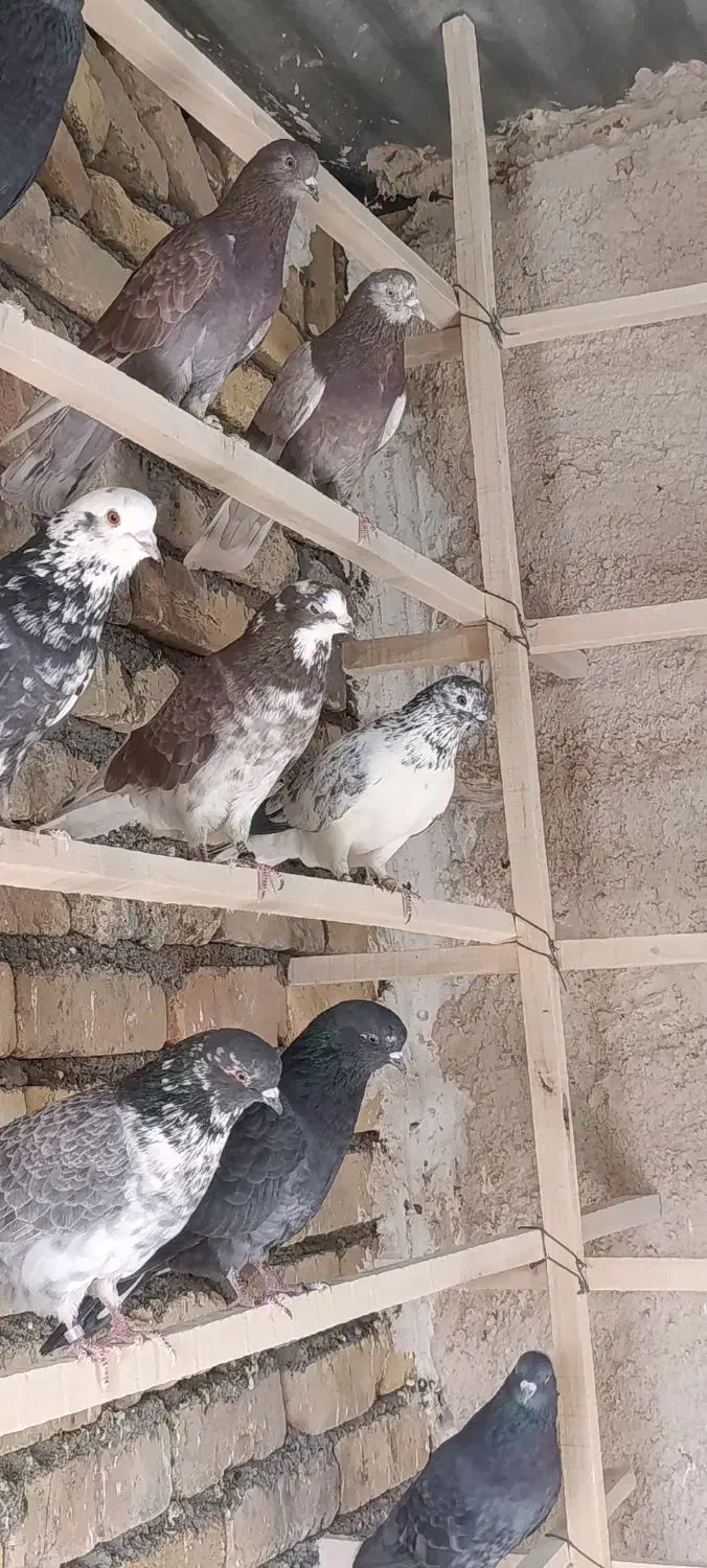 کفتر|پرنده|زالیان, |دیوار